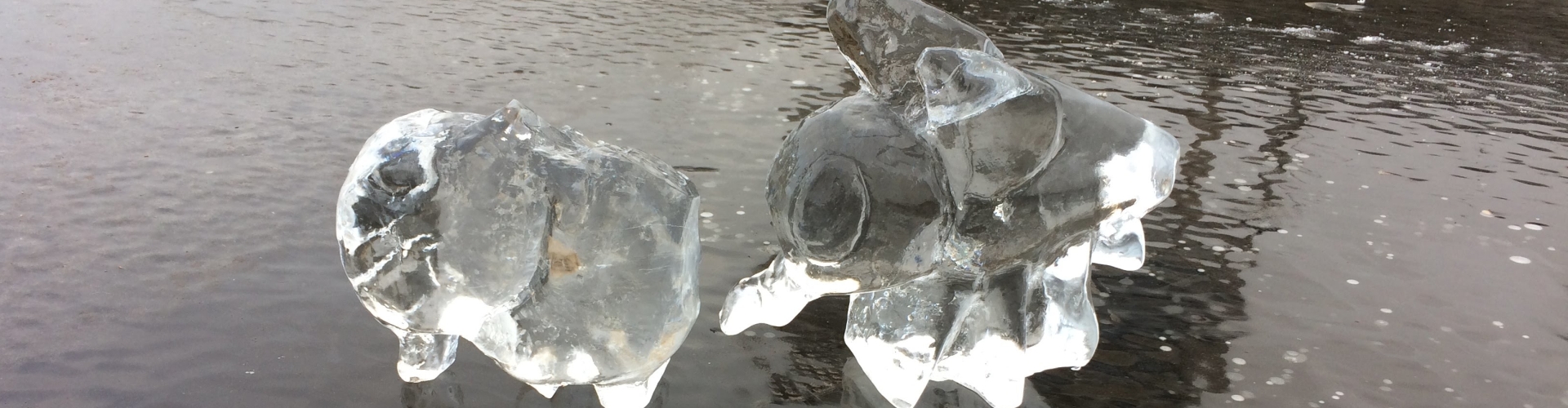 Mooi gelukt ijssculptuur van een vlieg. Gemaakt tijdens de workshop ijssculpturen voor scholen en bso