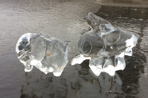 Mooi gelukt ijssculptuur van een vlieg. Gemaakt tijdens de workshop ijssculpturen voor scholen en bso