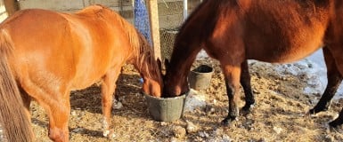 Maanthema voor Thuisonderwijs: Paardenkracht