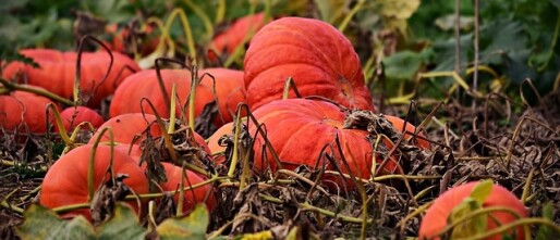 Wonderlijke moestuin Maanthema