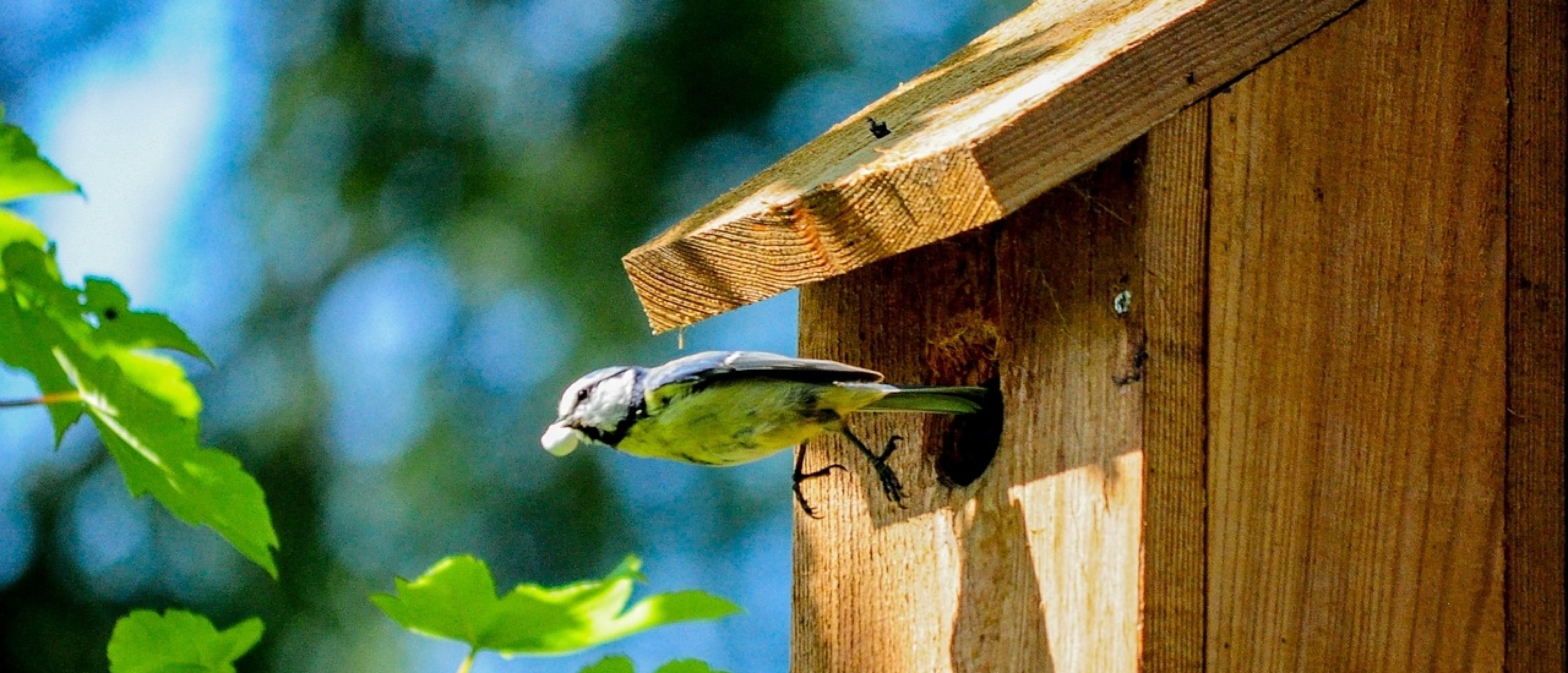 Winst weerstand voorraad Beste Goedkope Vogelhuis Nestkast Camera: Wat Je Moet Weten