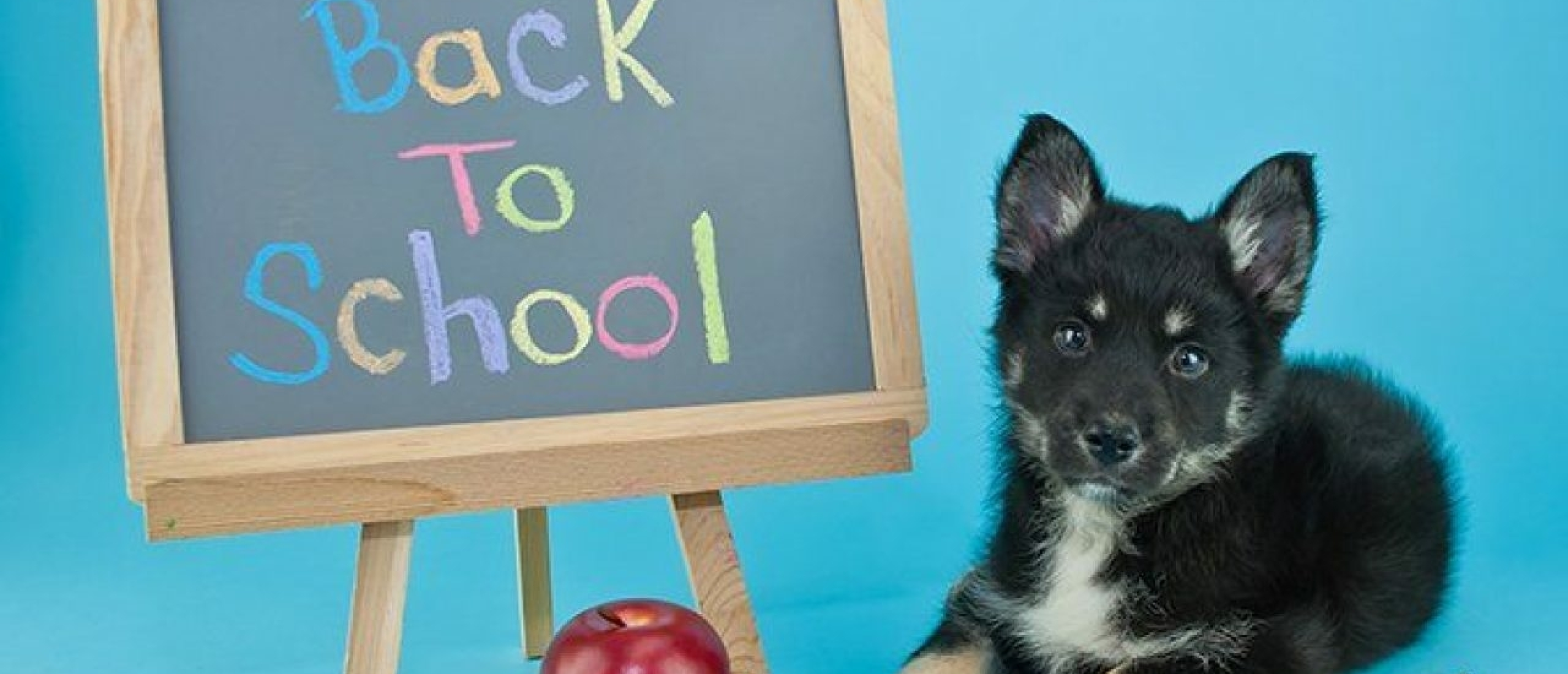 Moet je hond ook wennen aan het nieuwe schooljaar?