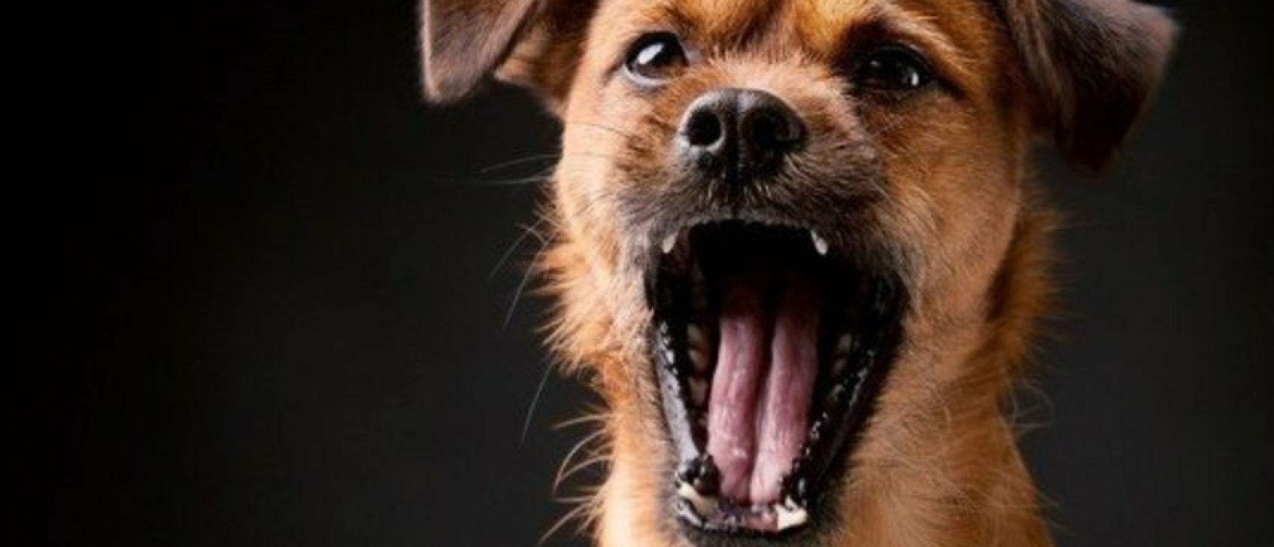 Waarom blaffen honden?