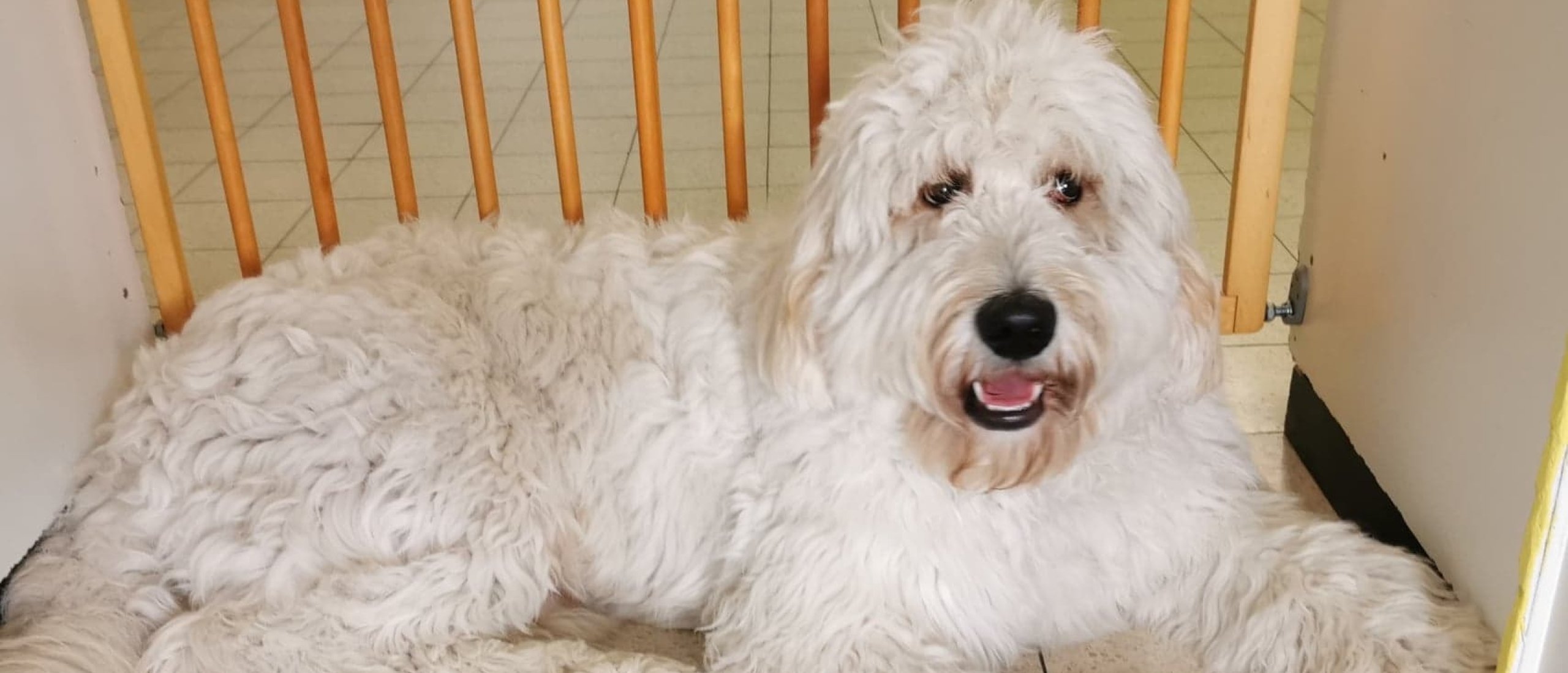 Wat is het nut van een schoolhond?