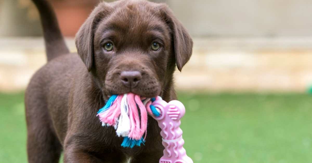 Puppy thuis opvoeden