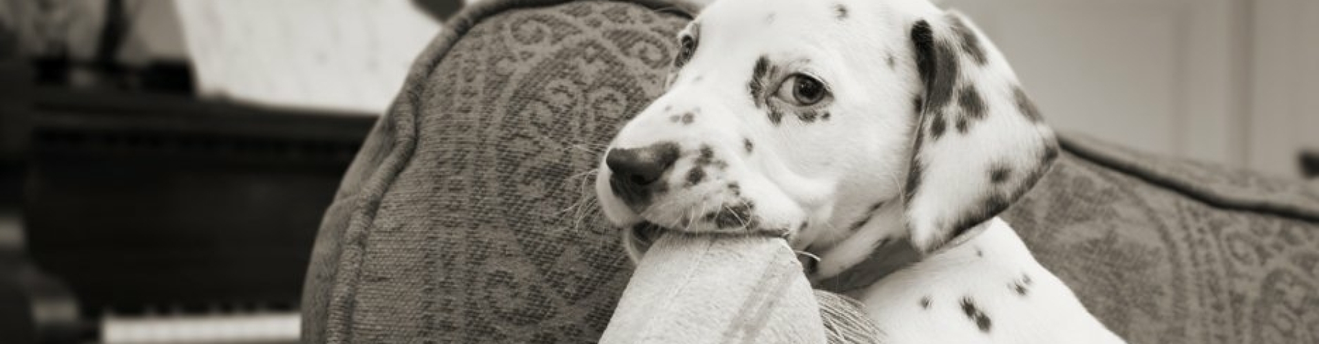 Dalmatier puppy bijt kussen stuk