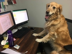Is je hond bang?