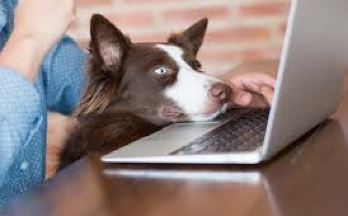 Online leren om het gedrag van jouw hond te veranderen