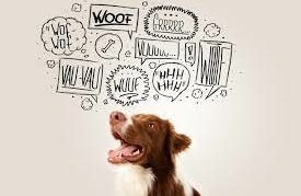 hond begrijpt geen mensentaal