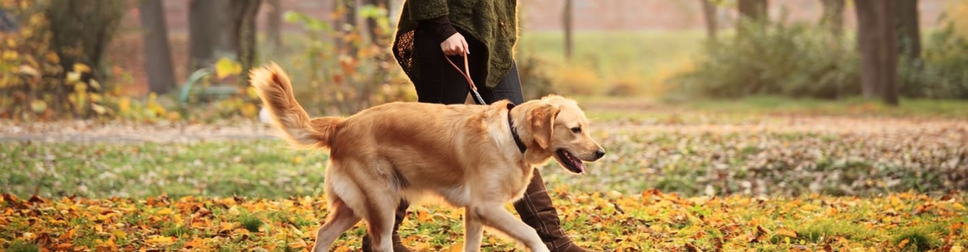 Opleiding om ontspannende natuurwandelingen voor mens en hond te organiseren