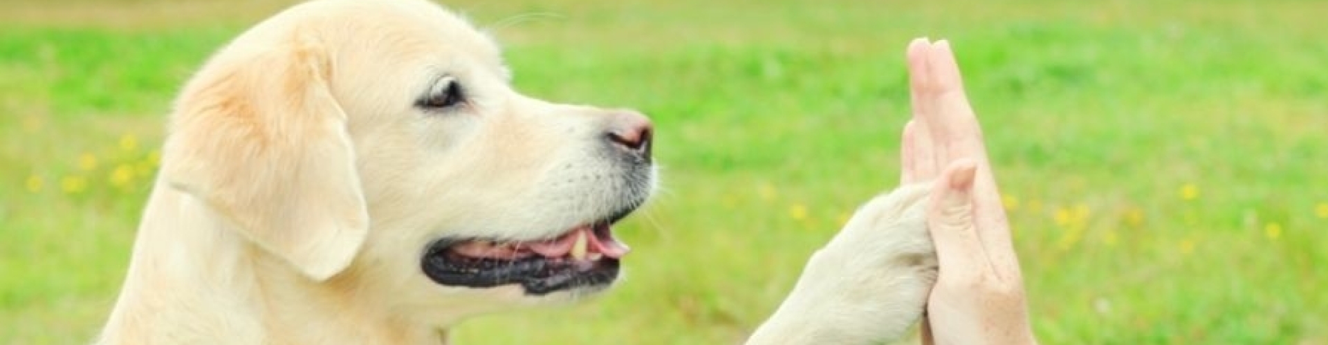 Vindt hier informatie over hondengedrag en hondenopvoeding