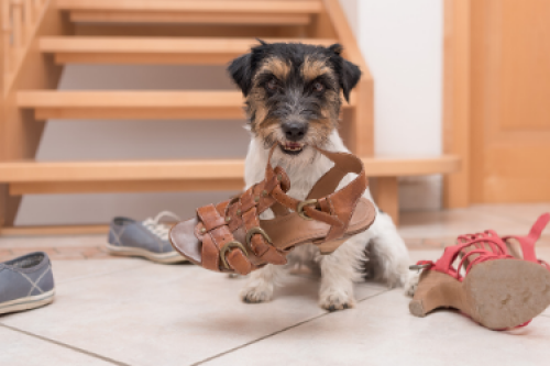 Los het probleemgedrag van je hond op