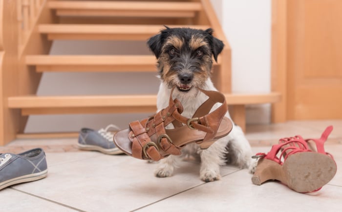 Hoe los je het probleemgedrag van je hond op in 8 stappen