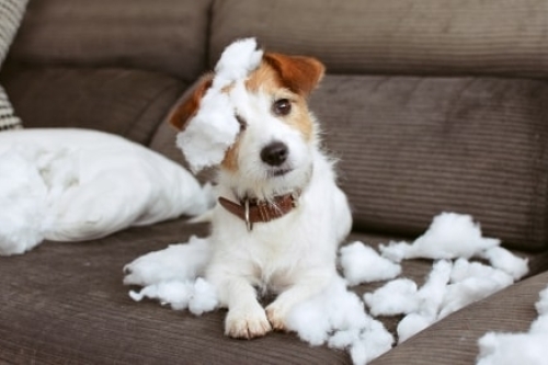 Een hond met verlatingsangst bijt alles stuk