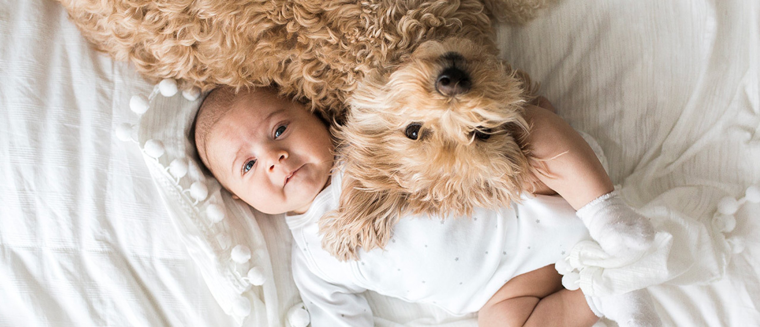 Hoe bereid je je hond voor op de komst van een baby?