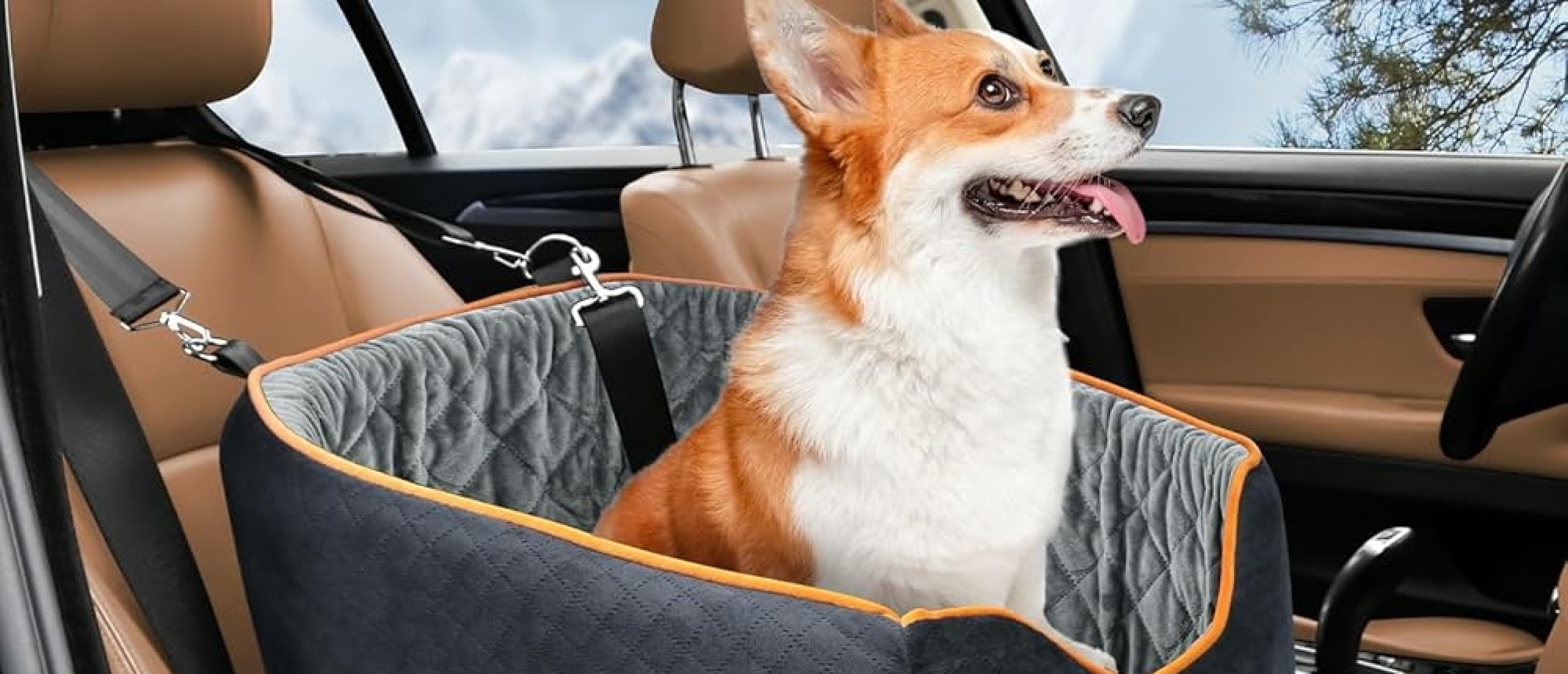 Met de hond in de auto op reis