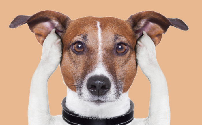 Hoe zorg je ervoor dat je hond beter luistert?