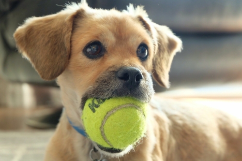 Train jouw hond door te spelen met hem