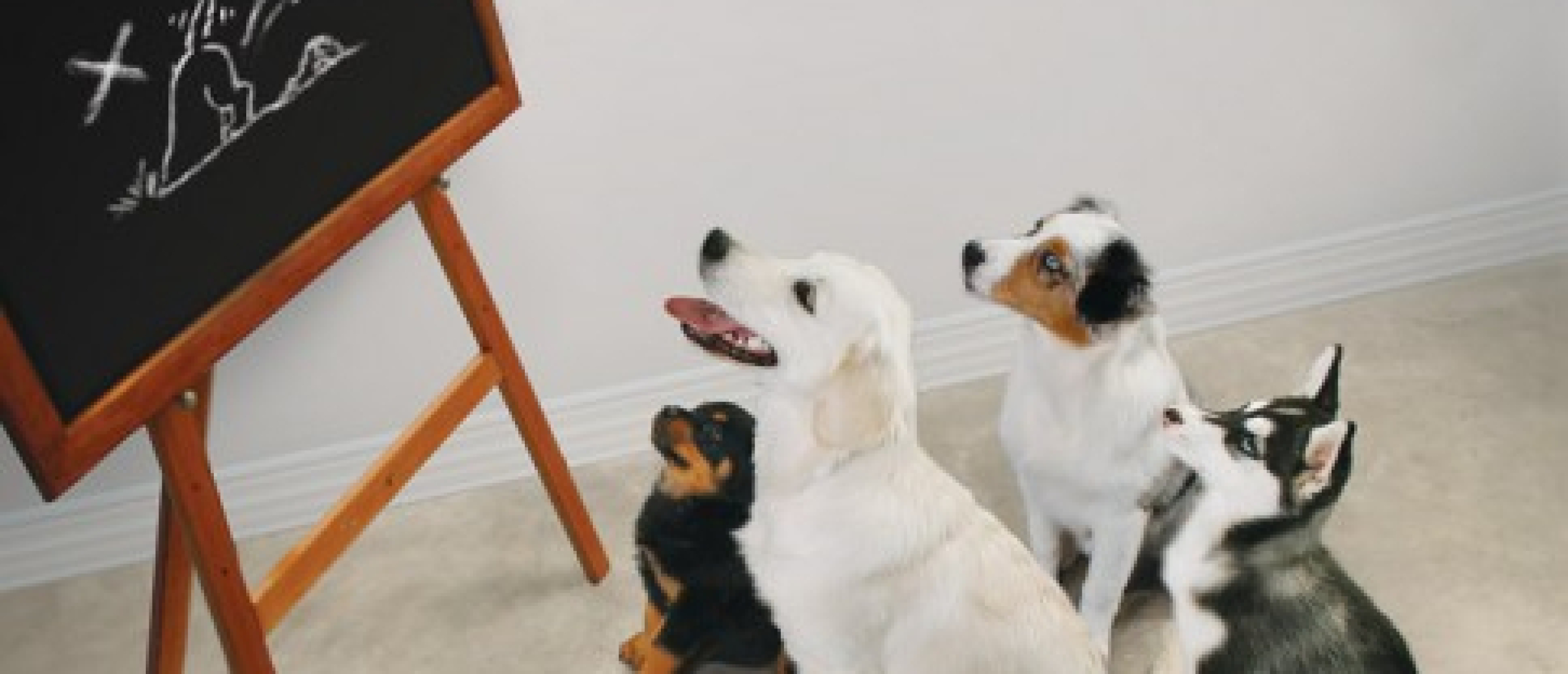 Puppy’s leren niet door toeval: zo geef jij wél een goede start
