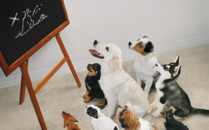 Blijf op de hoogte van nieuwe inzichten en methodieken voor ervaren hondentrainers