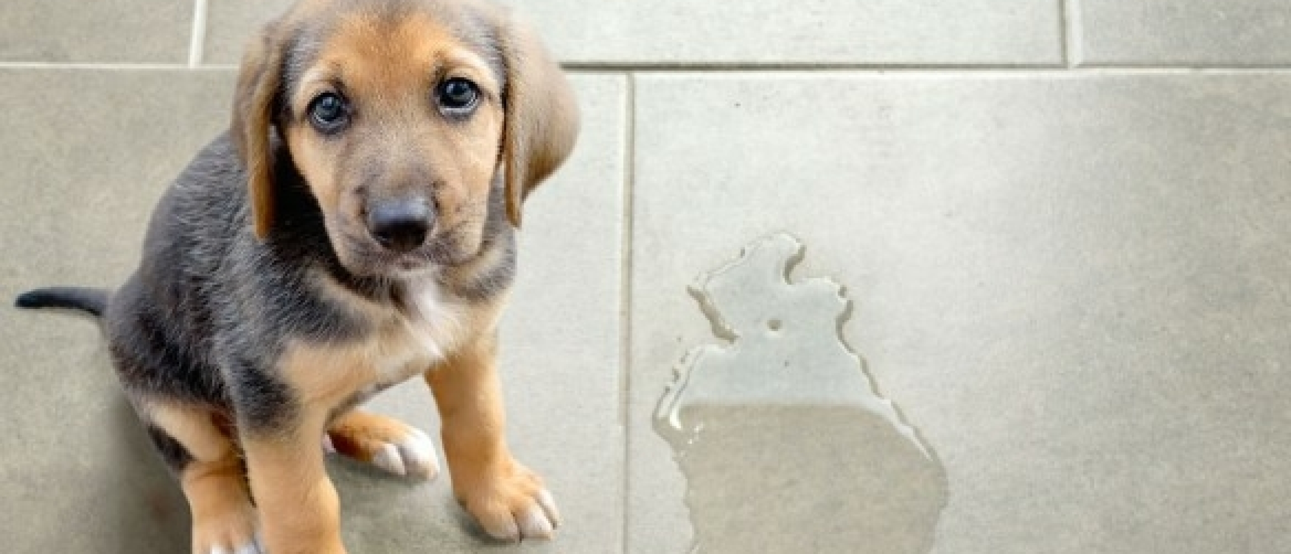 12 redenen waarom je hond in huis plast