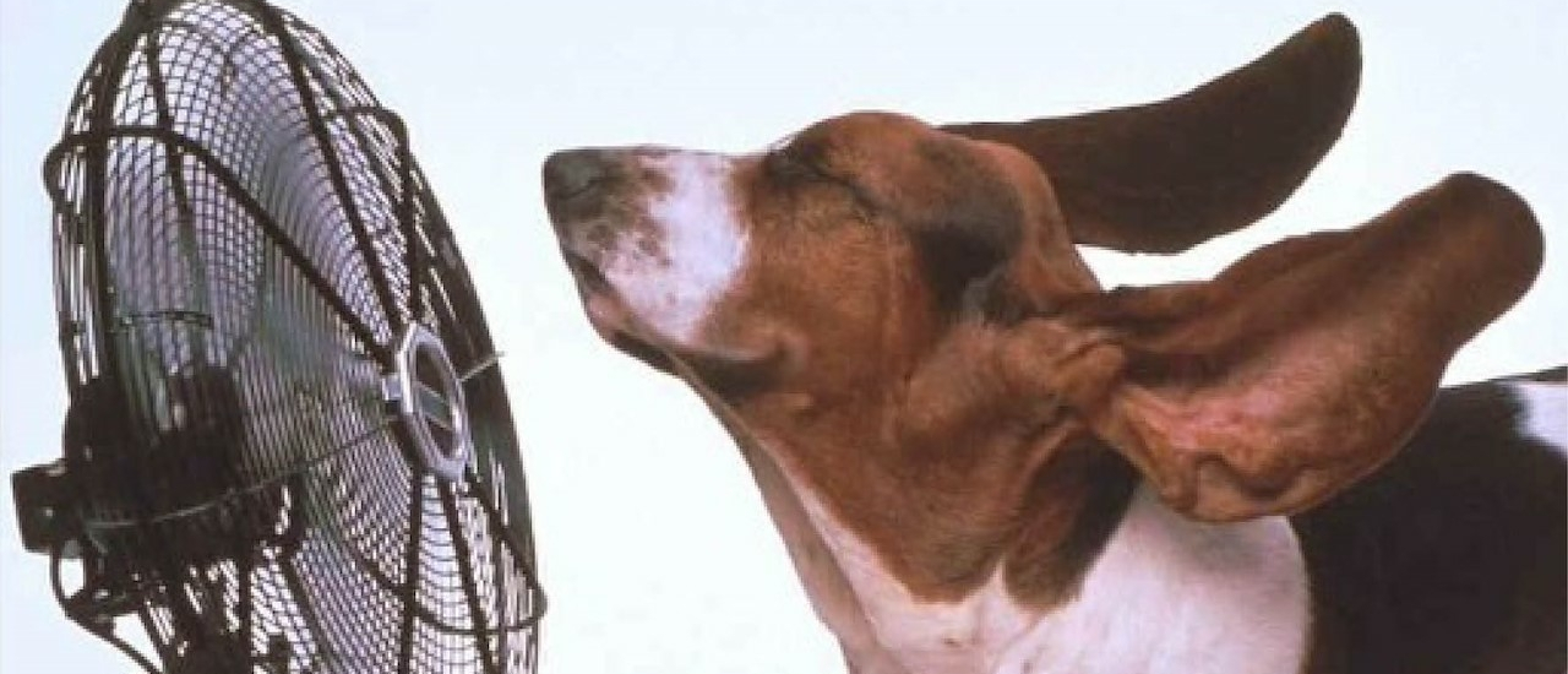 Als je hond niet goed tegen de hitte kan.....