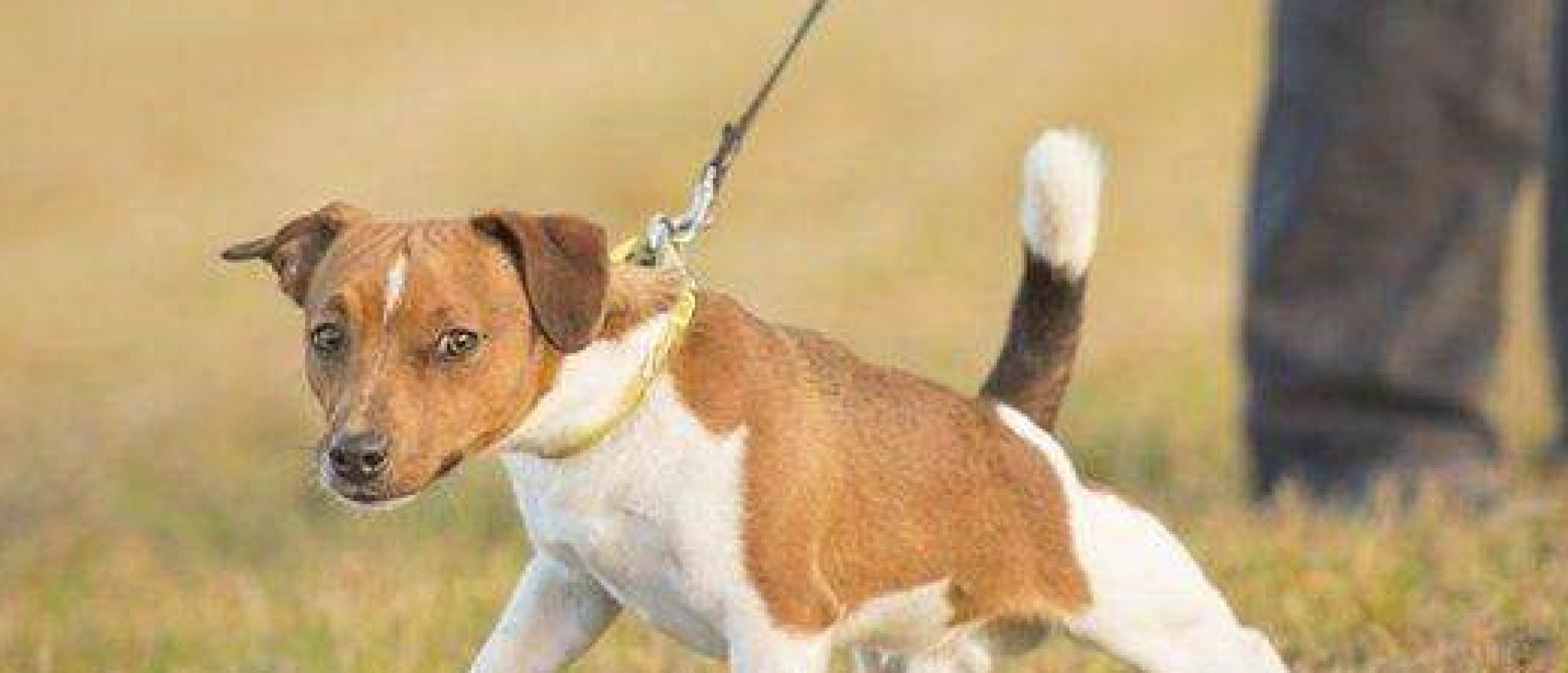 Wandelen aan de leiband: het meest onnatuurlijke dat we honden opleggen (maar wel noodzakelijk)