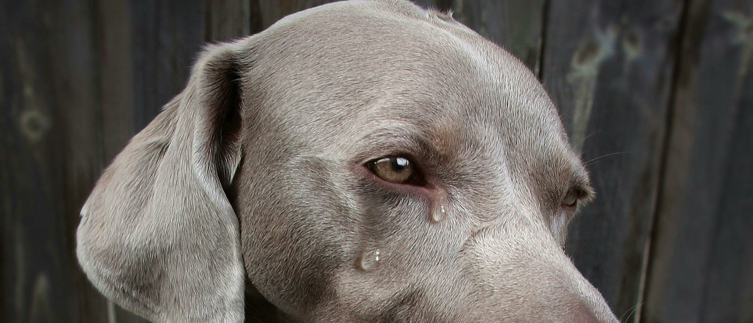 Kan een hond treuren en depressief worden?