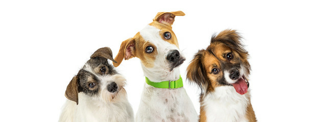 Hoe voed je een hond op met een online cursus?