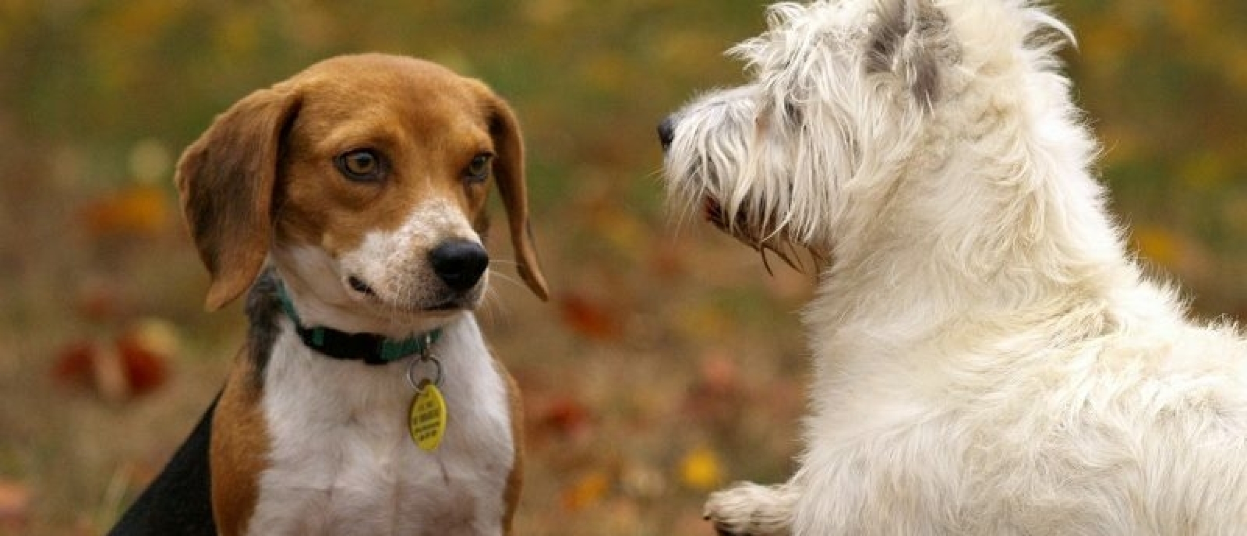 Moet een hond nu echt elke andere hond leuk vinden?