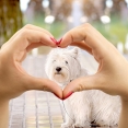 Liefde tussen mens en hond
