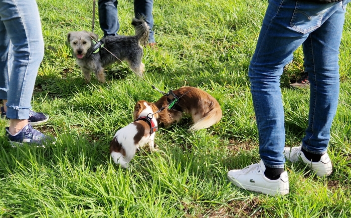 Kwispelwandeling kleine honden
