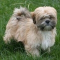 Lhasa Apso moet opgevoed worden
