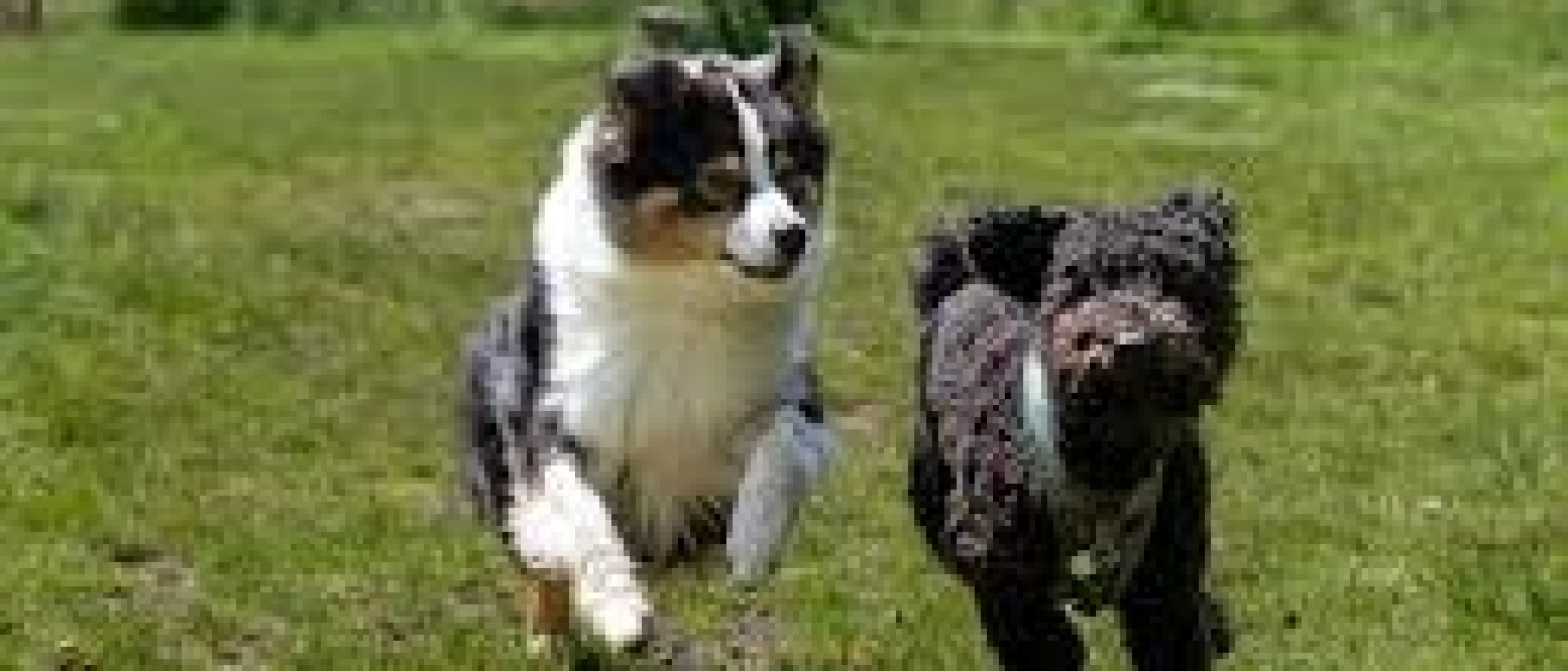 Loslopende honden? Laat mijn pup met rust, dank u!