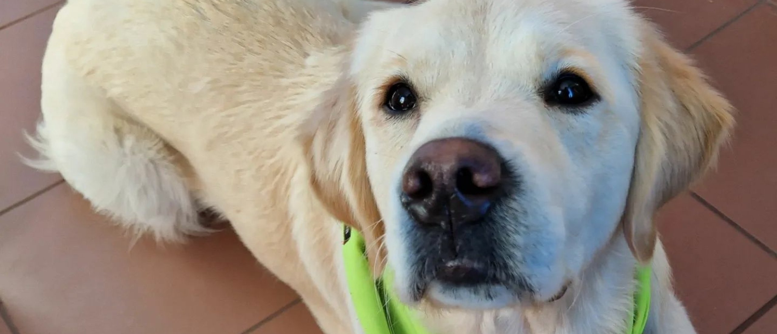Wat vinden leerlingen eigenlijk van een schoolhond?