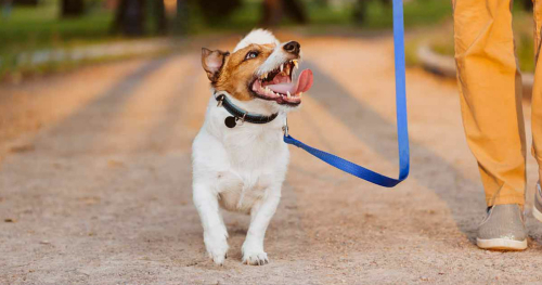 Hoe leer je een hond wandelen aan de leiband?