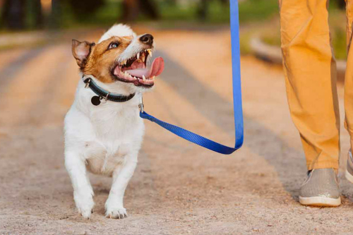 Hoe leer je een hond wandelen aan de leiband?