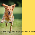 De job van je leven vinden