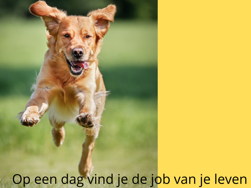 De job van je leven vinden