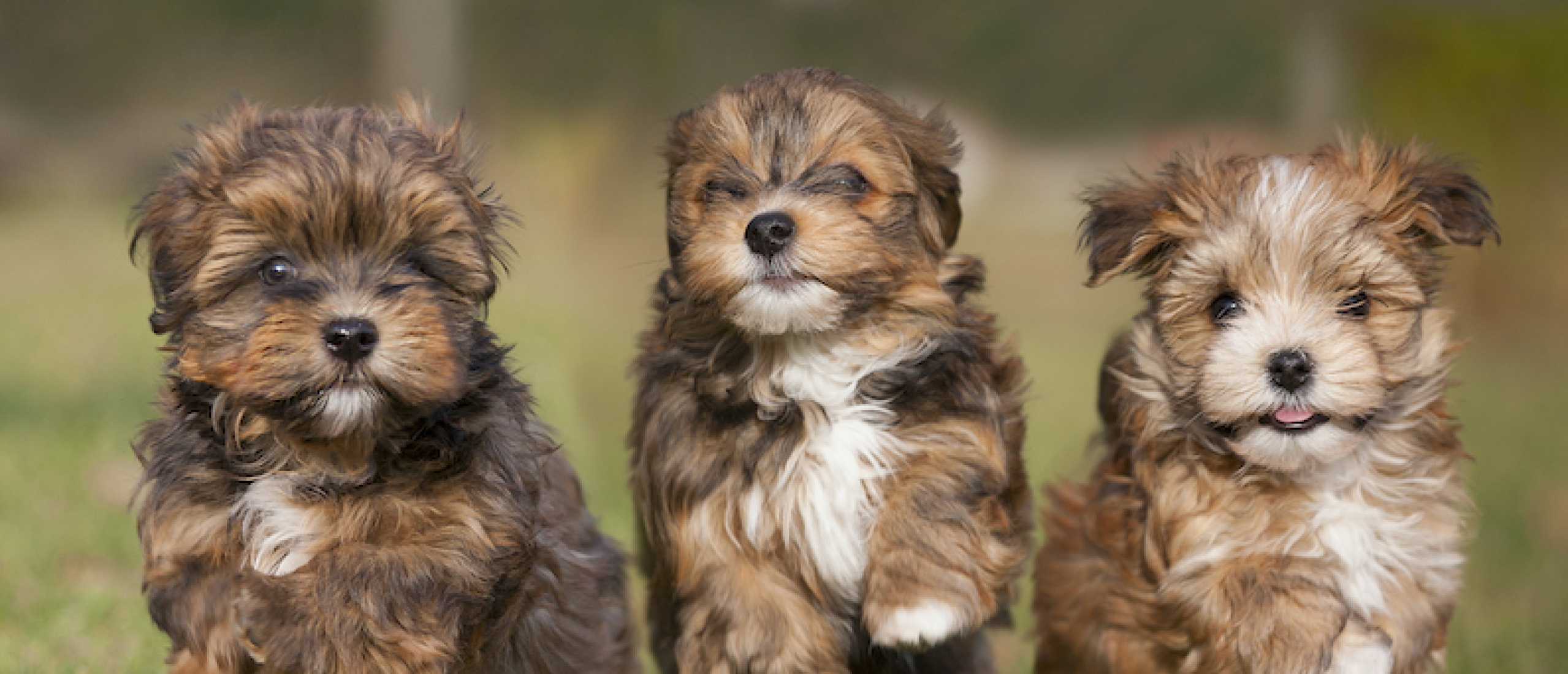 Feestelijk Leren: Hoe Puppy Parties de Sociale Vaardigheden van Je Hond Versterken