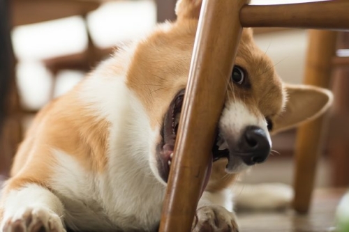 Hoe maak je je huis veilig voor een puppy?