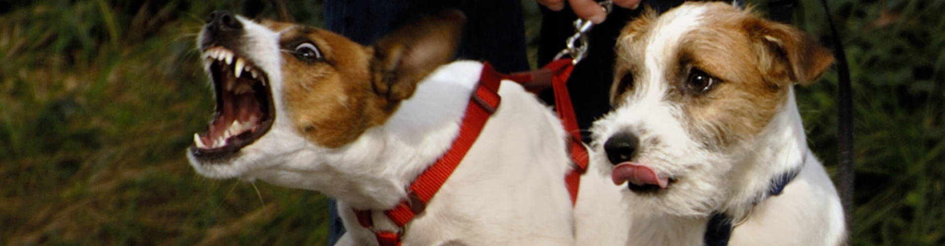 Hoe verander ik het gedrag van mijn uitvallende hond