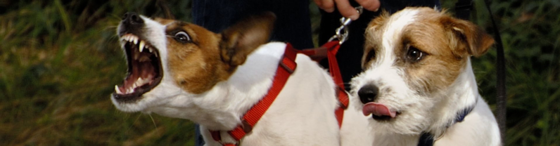 Hoe verander ik het gedrag van mijn uitvallende hond
