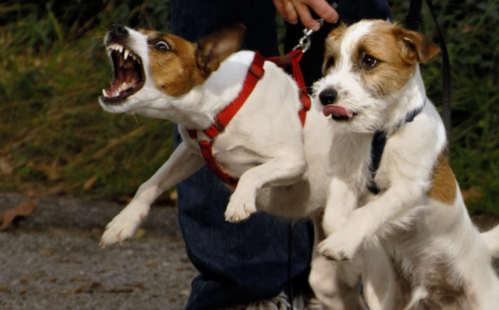 Hoe verander ik het gedrag van mijn uitvallende hond