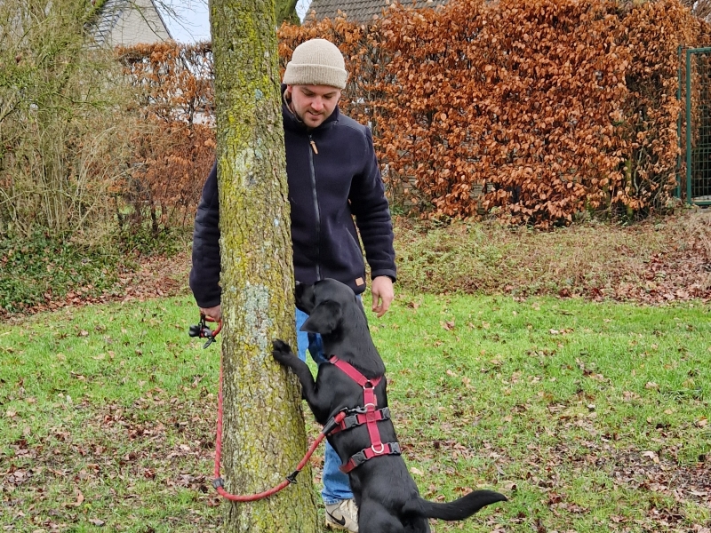 Snoepjes groeien aan de bomen