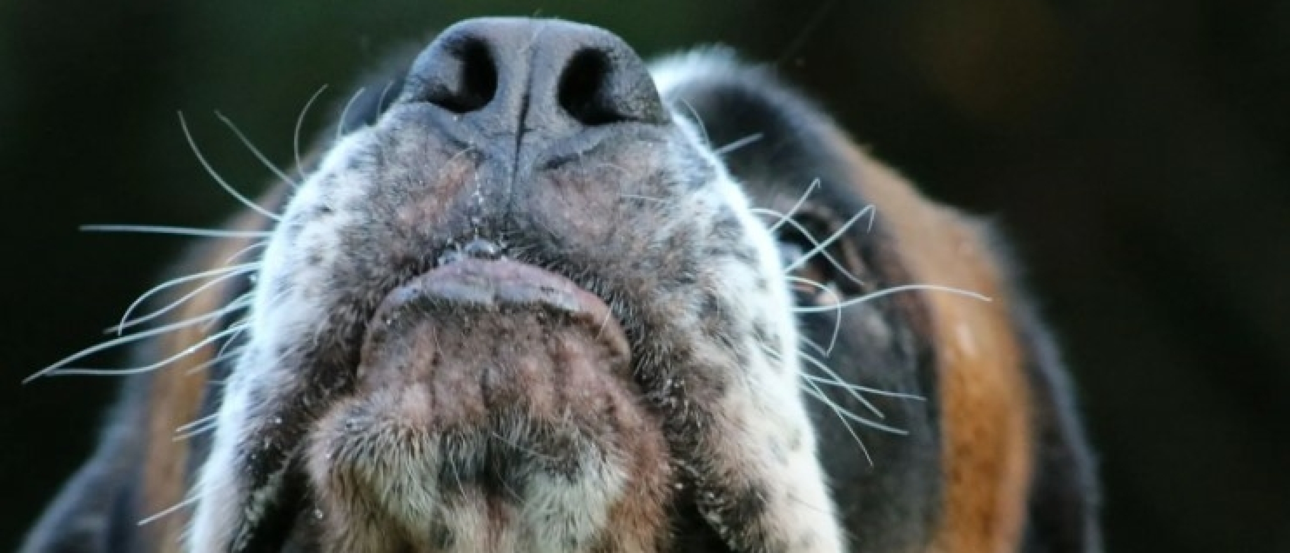 Waarvoor gebruikt je hond zijn snorharen?