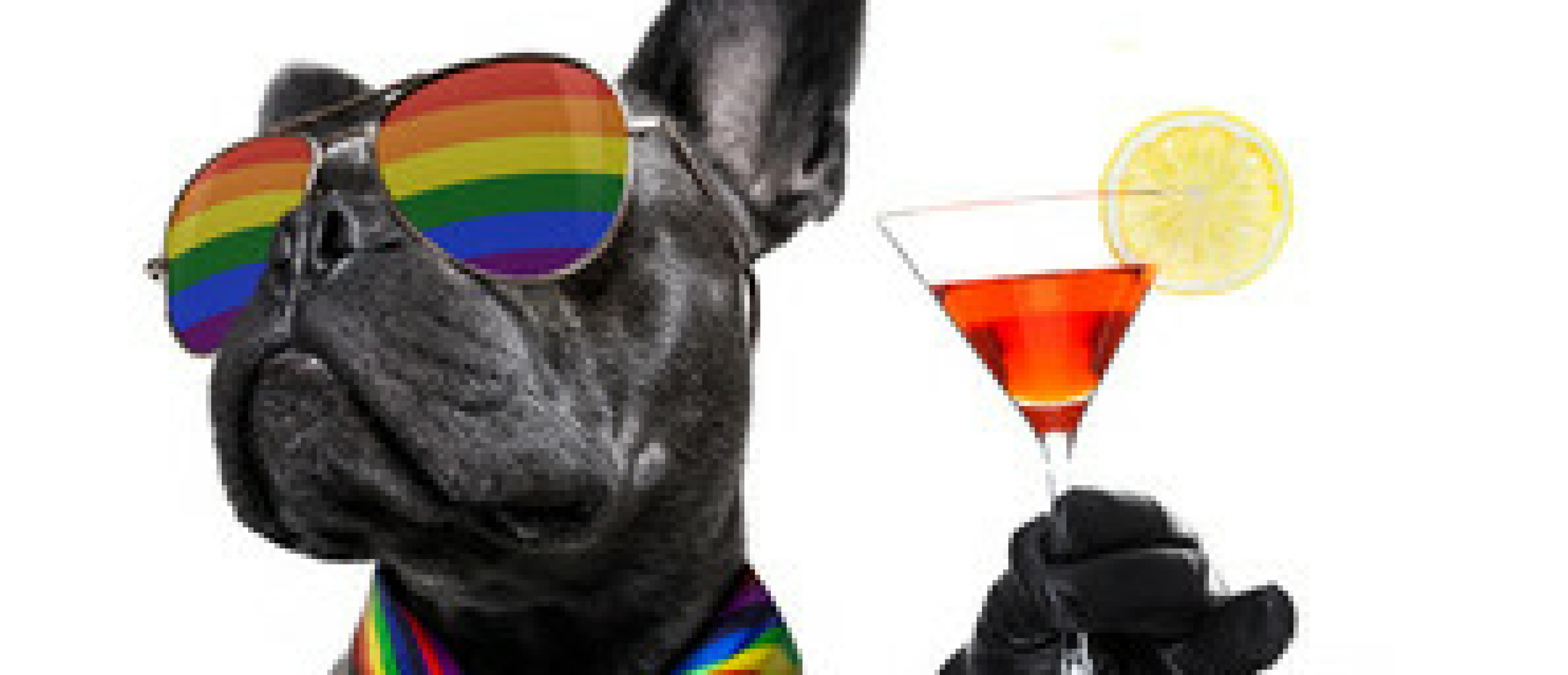 Op vakantie met je hond – wat moet je regelen vóór je vertrekt?