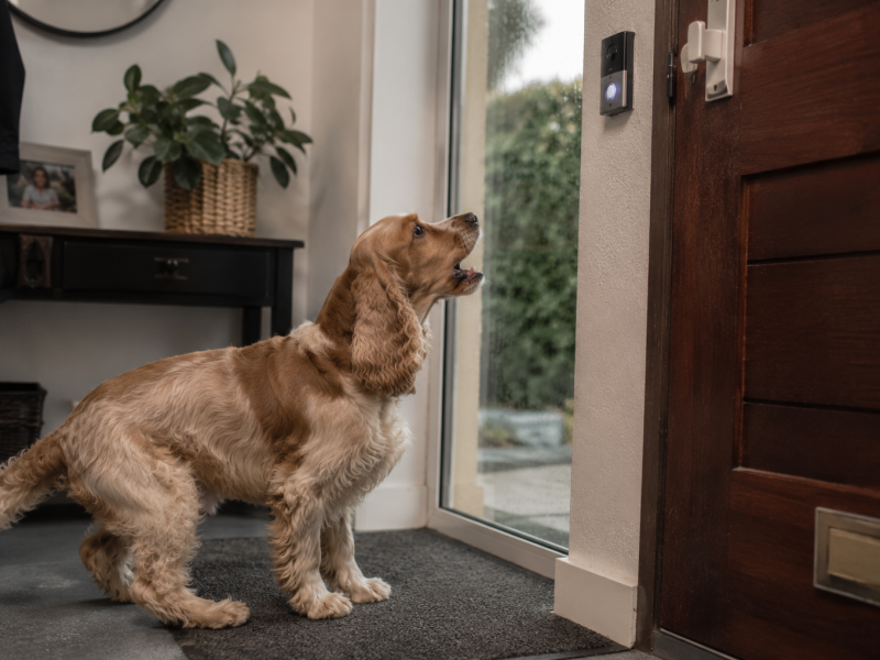 Waarom doet mijn hond dit nu blaffen als de bel gaat