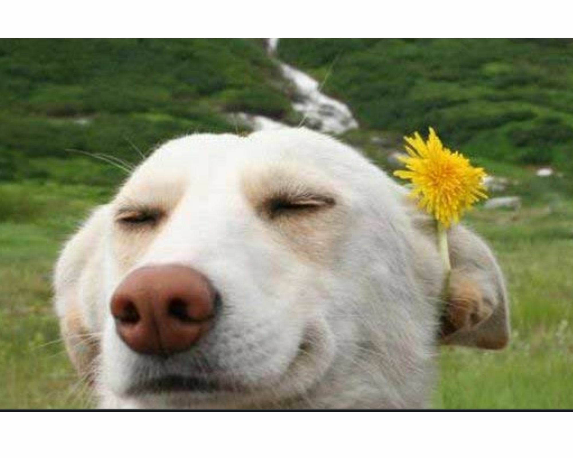 Hoe kan ik ontspannen? Hoe kan ik ervoor zorgen dat mijn hond minder stress heeft?