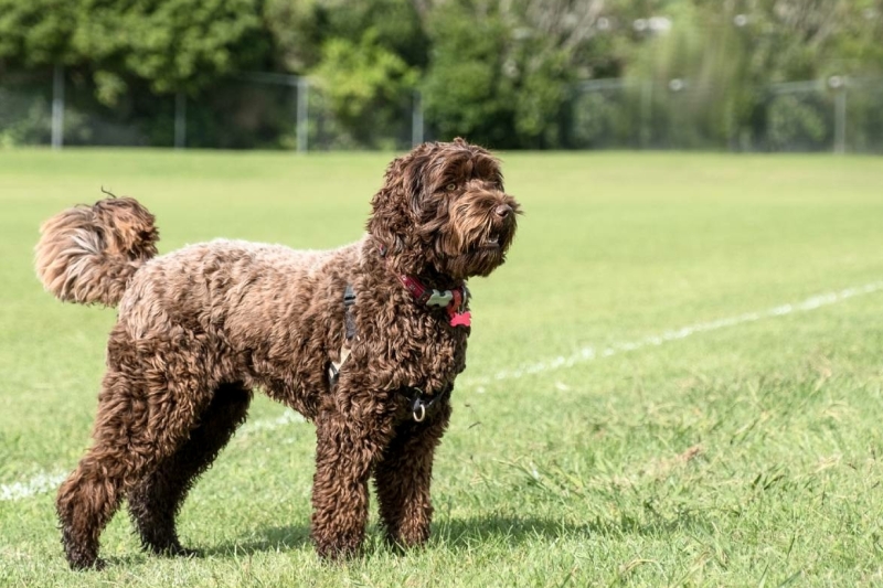 13-tips-voor-hondenspelletjes-en-je-hond-binnen-bezighouden-min